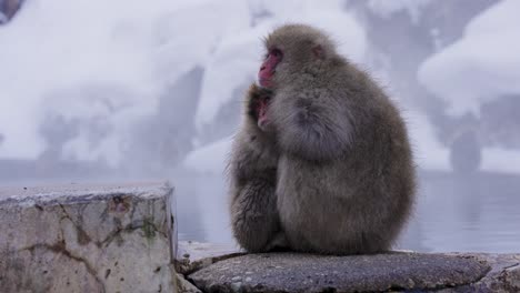 Mother-and-Child-Japanese-Snow-Monkeys,-Embracing-Each-Other-in-The-Cold
