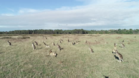 Aerial-perspective-approach-a-mob-of-kangaroos-laying-in-open-plain-sunning-themselves