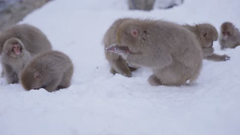 Monos-De-Nieve-En-La-Ladera-De-La-Montaña-De-Yamanouchi,-Buscando-Comida-En-Invierno