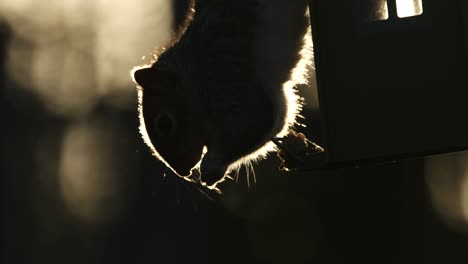 Hintergrundbeleuchtetes-Graues-Eichhörnchen,-Das-Auf-Dem-Kopf-Stehenden-Vogelhäuschen-In-Zeitlupe-Natur-Tierwelt-Füttert
