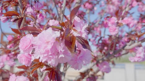 Schöne-Frühlingsbaumblumen-Blühen,-Nahaufnahme