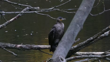 Cormorant-water-bird-perched-on-park-lake-debris-tree-branch-drying-and-hunting-prey-fish-push-forward-to-closeup