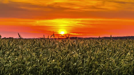 Vivid-sunrise-over-cultivated-farm-land-in-orange-sky