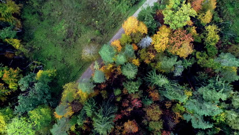 Aerial-top-down-flyover-colorful-spruce-trees-in-forest-during-autumn-season