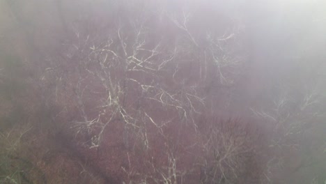 search-and-rescue-in-foggy-treetops,-haunted-forest