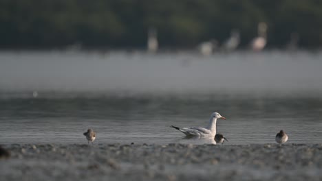 Zugvogel-Schmalschnabelmöwe,-Die-Entlang-Der-Seichten-Backwaters-Von-Sumpfland-In-Bahrain-Schwimmt