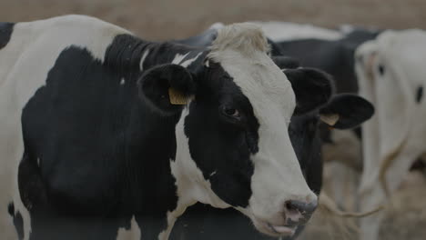 Vacas-De-Pastoreo-Libre-Y-Cría-En-La-Llanura-Italiana-De-Puglia
