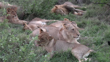 A-pride-of-lions-yawning-as-they-wake-up-after-an-afternoon-nap