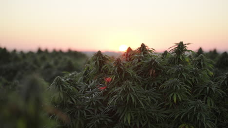Granja-De-Cannabis-En-El-Sureste-De-Colorado-Al-Amanecer