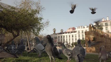 Flock-Of-Pigeons-On-Grass-Flying-Away-Together-And-Coming-Back-to-Land-In-Park
