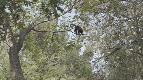 Howler-monkey-walking-among-tall-trees,-slider-movement-revealing-behind-tree