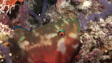 Papageienfische-Schlafen-Nachts-In-Einer-Schleimblase-Am-Korallenriff