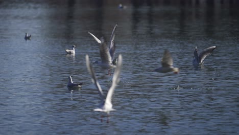 Seagulls-on-a-city-park-on-a-cold-Autumn-day