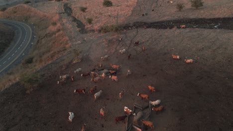 Aerial-view-overlooking-cows-in-the-highlands-of-Golan-Heights,-sunny-evening-in-Israel---circling,-tilt,-drone-shot