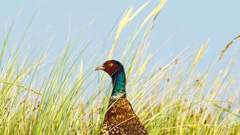 Common-pheasant-closeup-shot-in-natural-environment