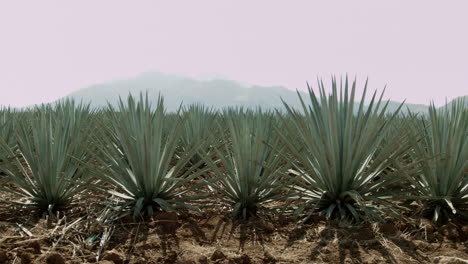 Agave-fields-between-the-mountains-of-Tequila,-Jalisco,-Mexico