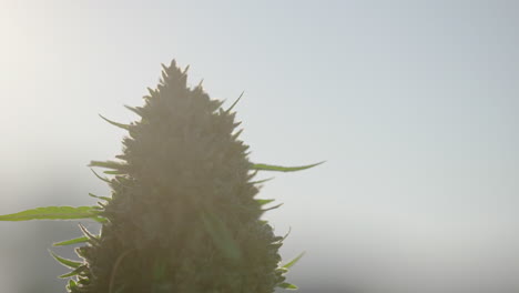 Granja-De-Cannabis-En-El-Sureste-De-Colorado-Al-Amanecer