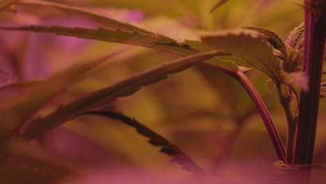 hemp-cannabis-marijuana-plant-knode-branch-on-indoor-home-DIY-medical-THC-CBD-grow-blowing-in-wind-full-spectrum-LED-lighting