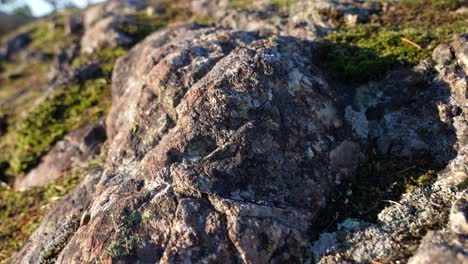 Close-up-of-Rock,-Moss-and-Lichen-on-Vancouver-Island,-Canada,-Lone-Tree-Hill