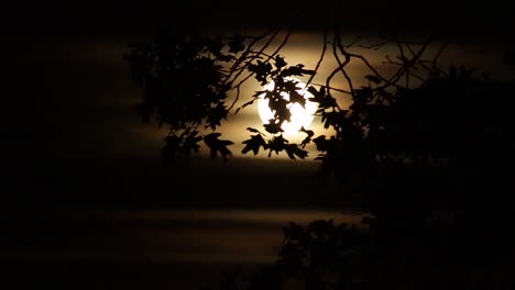 Oaktree-leaves-move-in-wind-creating-a-silhouette-backlit-by-yellow-full-moon-supermoon-in-the-background