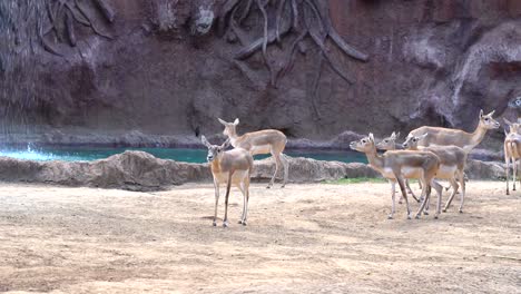 Peaceful-deer-in-zoo
