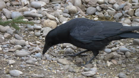 Close-up-shot-of-wild-Black-Crow-walking-and-hunting-in-pebbly-terrain,slow-motion
