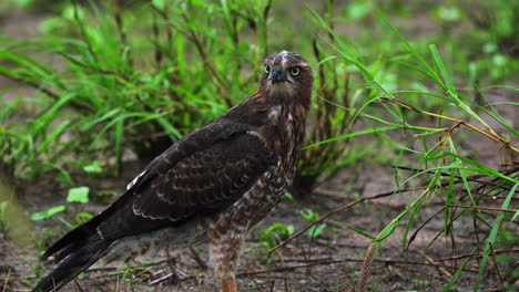 Nahaufnahme-Des-Afrikanischen-Tawny-Eagle,-Der-Sich-In-Der-Zentralen-Kalahari-Wüste-In-Botswana-Umsieht
