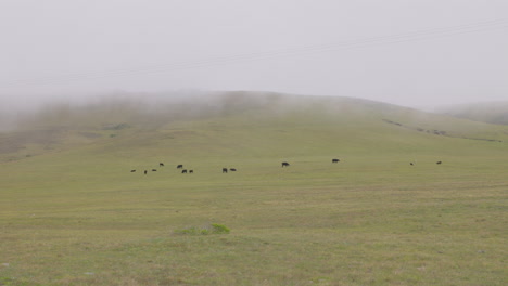 Kühe-Grasen-Gras-Auf-Der-Wiese,-Während-Nebel-über-Den-Hang-Rollt
