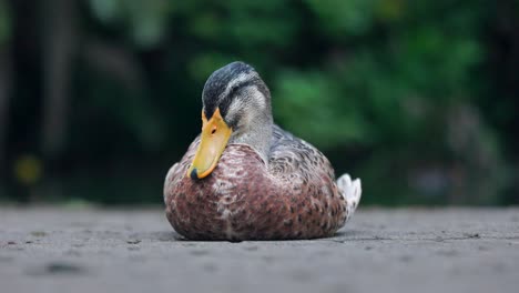 Sitting-male-mallard-duck-looks-around-and-goes-to-sleep