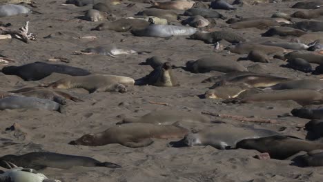 Colony-Of-Elephant-Seals-On-The-California-Coastline-At-Piedras-Blancas-Rookery-In-San-Simeon