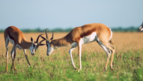 Full-tracking-shot-of-two-Springbok-fighting-in-the-grasslands-of-Central-Kalahari-Game-Reserve-in-Botswana-Southern-Africa