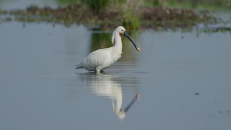 White-long-legged-Spoonbill-chasing-prey-in-pond-with-long-flat-beak---full-shot