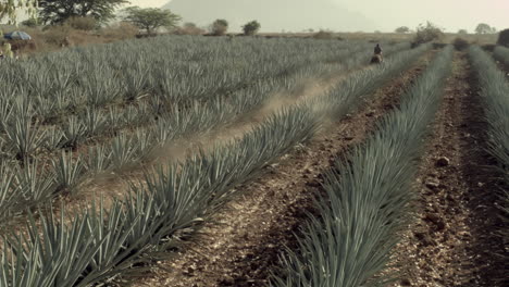 Horse-riding-in-agave-fields-and-between-the-mountains-in-the-city-of-Tequila,-Jalisco,-Mexico