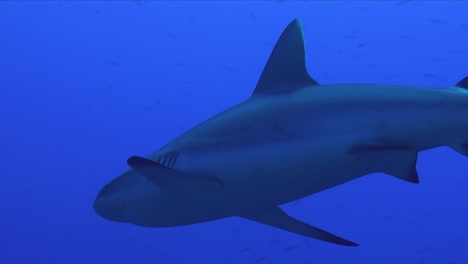 Tiburón-Gris-De-Arrecife-Pasando-De-Cerca-Por-Debajo