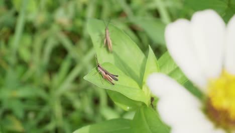 macro-image-of-a-grasshopper-on-a-leaf-footage