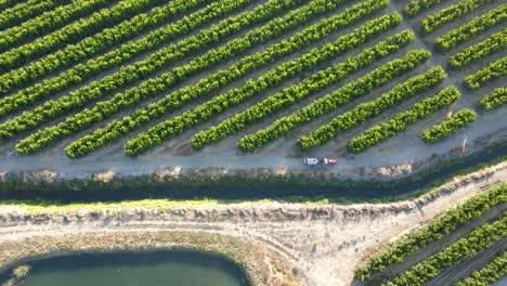 Aerial-top-down-trucking-driving-alongside-waru-waru-tangerine-plantations-in-a-farm-field-on-a-sunny-day