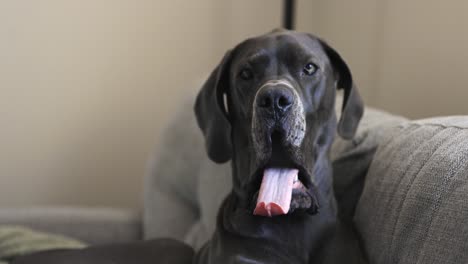 Female-blue-Great-Dane-yawning-on-the-couch