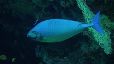 Unicornfish-changing-color-on-tropical-coral-reef