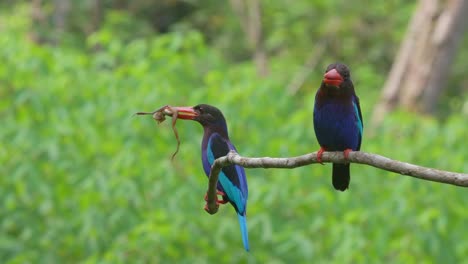 javan-kingfisher-couple-perched-on-a-branch
