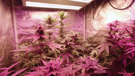 Reife-Marihuana-Cannabis-Hanfpflanzen,-Die-Unter-Vollspektrum-LED-Leuchten-In-Reflektierenden-Zuchtzelten-Im-Innenbereich-Wachsen,-Wachsen-Für-Medizinische-Diy-Thc-Cbd-Landwirtschaft,-Ernte-Aufsteigend,-Mittlerer-Enger-Winkel,-Rot,-Violett