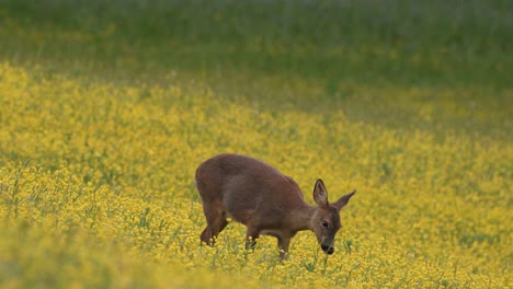 Female-Roe-Deer-Eating-Buttercups