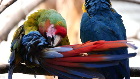Nahaufnahme-Des-Farbenfrohen-Ara-Papageien-Reinigungskörpers-Mit-Schnabel-Im-Freien-In-Der-Natur