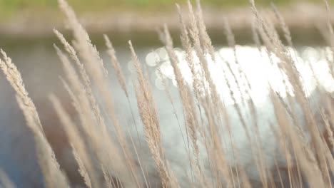 Long-wild-grass-swaying-in-the-wind-with-a-pond-in-the-background-and-the-sunlight-beautifully-reflecting-off-of-the-water