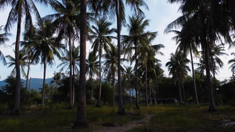 Tropical-palm-tree-forest-on-beautiful-day-in-Vietnam,-dolly-backward-view