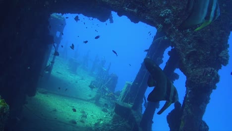 Shipwreck-with-batfish-lying-on-sea-floor-in-deep-blue-ocean