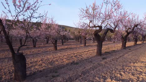 Orchard-with-blooming-almond-trees-with-pink-flowers-at-romantic-sunset---shot-among-trees-and-above-them