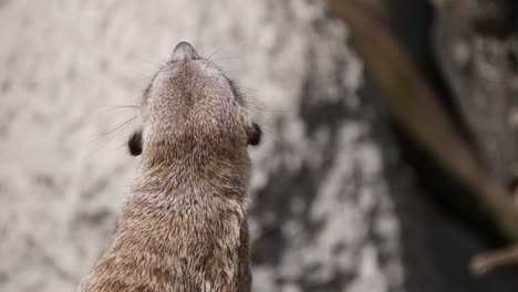 Close-up-shot-of-cute-Meerkat-watching-around-in-nature---Wild-animal-in-focus
