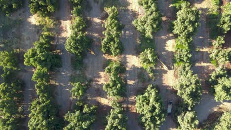 Aerial-top-down-dolly-in-of-harvester-tractors-between-waru-waru-avocado-plantations-in-a-farm-field-at-daytime