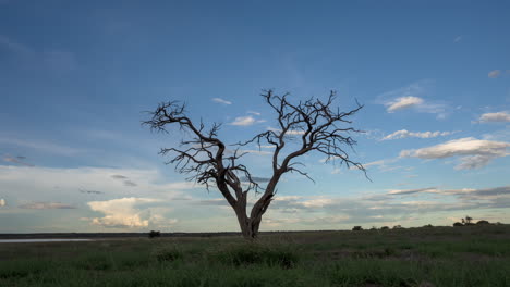 Spektakulärer-Zeitraffer-Eines-Toten-Baumes-Mit-Farbenfrohen-Himmeln,-Die-Im-Hintergrund-Im-Zentralen-Kalahari-Wildreservat,-Botswana,-Die-Farben-Wechseln