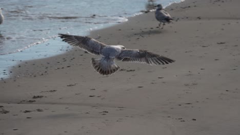 Seagull-fluttering-wings-while-landing-on-beach-with-washing-waves---slow-motion